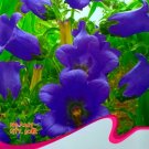 Fresh Canterbury Bells Perennial Flower Seeds Original Pack 30 Seeds / Pack A267