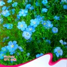 Fresh Heirloom Wild Blue Flax Perennial Flower Seeds Original Pack 60 Seeds / Pack