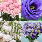 Fresh Eustoma Seeds Mixed