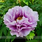 Fresh Pivoine Japanese Peony Flower Seeds 5 Seeds/Pack Light Purple Tree Peony Flower