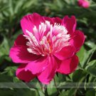 Fresh Chinese Red Peony Flower Seeds 5 Seeds / Pack SUN Fragrant Tree Peony Flower
