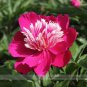 Fresh Chinese Red Peony Flower Seeds 5 Seeds / Pack SUN Fragrant Tree Peony Flower