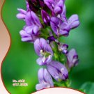 Fresh 100 Seeds/Pack Purple Alfalfa Seed High Quality Forage Grass Seed