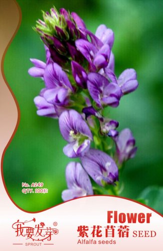 Fresh 100 Seeds/Pack Purple Alfalfa Seed High Quality Forage Grass Seed