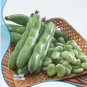 Fresh Original Pack 6 Seeds / Pack Broad Bean Seed Aquadulce Vegetables #NF480