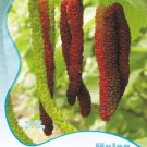 Fresh Original Pack 20 Seeds / Pack Black Mulberry Seeds Morus Nigra Tree Bush Seed