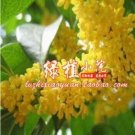 Fresh 10PCS Sweet scented Osmanthus Flower Seeds Dark Yellow Color