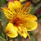 Fresh Alstroemeria Peruvian Lily Seeds Yellow Flowers with Few Black Stripes