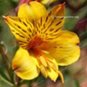 Fresh Alstroemeria Peruvian Lily Seeds Yellow Flowers with Few Black Stripes