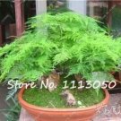 Fresh Asparagus Densiflorus Seeds