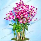 Fresh Dendrobium Orchid Flowers Rose Red and White Colors Seeds