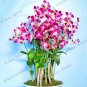 Fresh Dendrobium Orchid Flowers Rose Red and White Colors Seeds