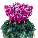 Fresh Cyclamen Seeds Purple Flowers with White Edge