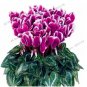 Fresh Cyclamen Seeds Purple Flowers with White Edge
