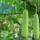 Fresh 100PCS Bottle Gourd Seeds NAM Tao Yao (Asian Vegetable)