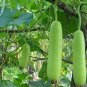 Fresh 100PCS Bottle Gourd Seeds NAM Tao Yao (Asian Vegetable)