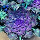 Fresh Oxalis Seeds Purple Blue Colors