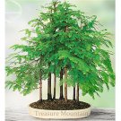 Fresh Grove Dawn Redwood Tree F1 Seeds 50 Seeds / Pack Desk Light Green Leaves
