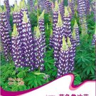 Fresh Blue Lupinus Flowering Seeds Original Pack 15 Seeds/Pack Lupine Flowers