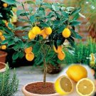 Fresh Meyer Lemon Seeds