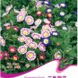 Fresh Convolvulus Tricolor Dwarf Morning Glory 30 Seeds Annual