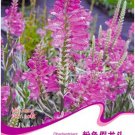 Fresh Pink False Dragonhead Flower Seeds 30 Seeds/Pack Obedient Physostegia Virginiana
