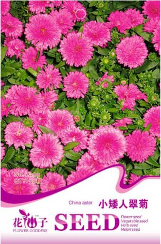Fresh Pink China Aster Flower Seeds 50 Seeds Callistephus chinensis Nees Annual Flower