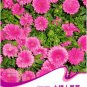Fresh Pink China Aster Flower Seeds 50 Seeds Callistephus chinensis Nees Annual Flower