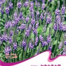 Fresh Verbena Hastata Blue Vervain Flower Seeds 30 Seeds/Pack Swamp Verbena