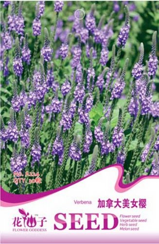 Fresh Verbena Hastata Blue Vervain Flower Seeds 30 Seeds/Pack Swamp Verbena