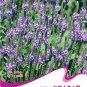 Fresh Verbena Hastata Blue Vervain Flower Seeds 30 Seeds/Pack Swamp Verbena