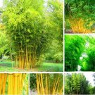 Fresh Bamboo Seeds Phyllostachys Aureosulcata