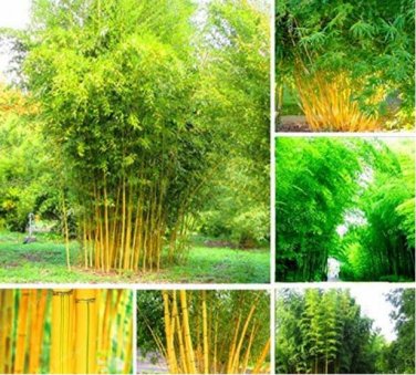 Fresh Bamboo Seeds Phyllostachys Aureosulcata