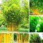 Fresh Bamboo Seeds Phyllostachys Aureosulcata