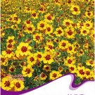 Fresh Creeping Zinnias Sanvitalia Flower Seeds 30 Seeds/Pack Annual Summer Flowers