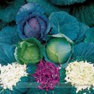 Fresh Parks All Purpose Blend Cabbage 150 seeds dark green dark red savoy Vegetables