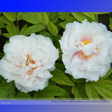 Fresh White Lovers Light Fragrant Peony Flower Seeds 5 Seeds / Pack Hybrid Seeds