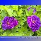 Fresh Light Purple Fragrant Peony Shuang Bao Seedling Seeds 5 Seeds/Pack in Spring