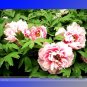 Fresh Five Pink Fragrant Peony Flower Seeds 5 Seeds/Pack Attracting Bees Butterflies
