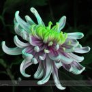 Fresh Green Blue Purple Chrysanthemum Perennial Flower Seeds 50 Seeds / Pack