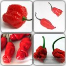 Fresh Scorpion Carolina Reaper Jolokia Peter Pepper Mixed Chilli Seeds 100 Seeds/Pack