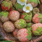 Fresh Light Red Pineberry with White Berries Seeds 100 Seeds / Pack Vigorous