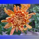 Fresh Orange Chrysanthemum Flower Seeds Professional Pack 50 Seeds / Pack #NF969
