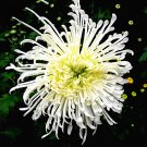 Fresh White Spider Chrysanthemum Flowers 50pcs Seeds Heirloom Perennial Hardy