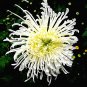 Fresh White Spider Chrysanthemum Flowers 50pcs Seeds Heirloom Perennial Hardy