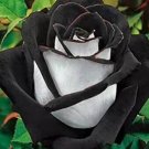 Fresh Rose Black White Petals Seeds