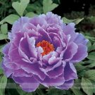 Fresh Huge Purple Ruffled Satin like Tree Peony Flower Seeds 5 Seeds/Pack Hardy