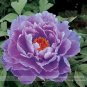 Fresh Huge Purple Ruffled Satin like Tree Peony Flower Seeds 5 Seeds/Pack Hardy