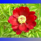 Fresh Dark Red Tree Peony Flower Cong Zhong Xiao Seeds 5 Seeds / Pack