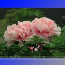 Fresh Heirloom Pink Peony Gu Luo Kui Seeds 5 Seeds / Pack Flowers
